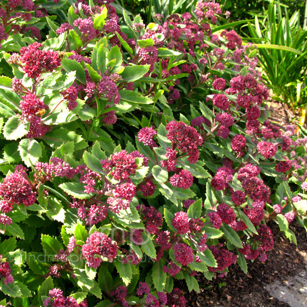 Big Photo of Sedum Breweri